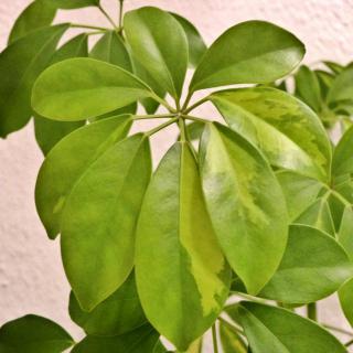 Watering a schefflera
