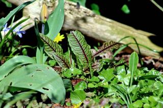 Slug symptoms on sorrel