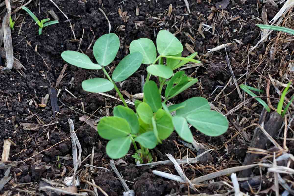 Peanut sprouting after having been sown in seed holes