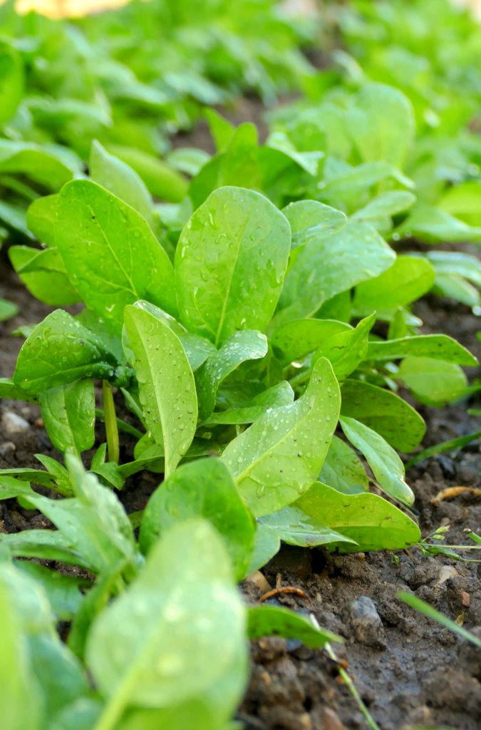 Spinach growing in a row in a vegetable patch.