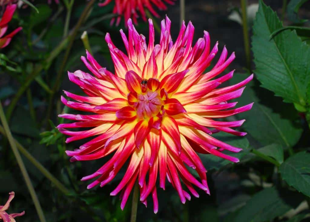 Top bulbs for summer blooming, like this dahlia.