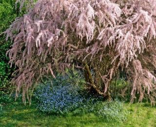 Tamarisk shrub with forget-me-nots