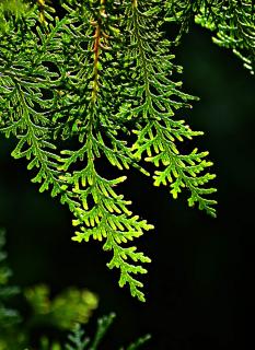 Thuja planting