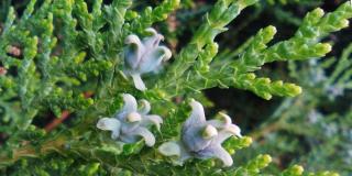 Three small thuja cones and leaves