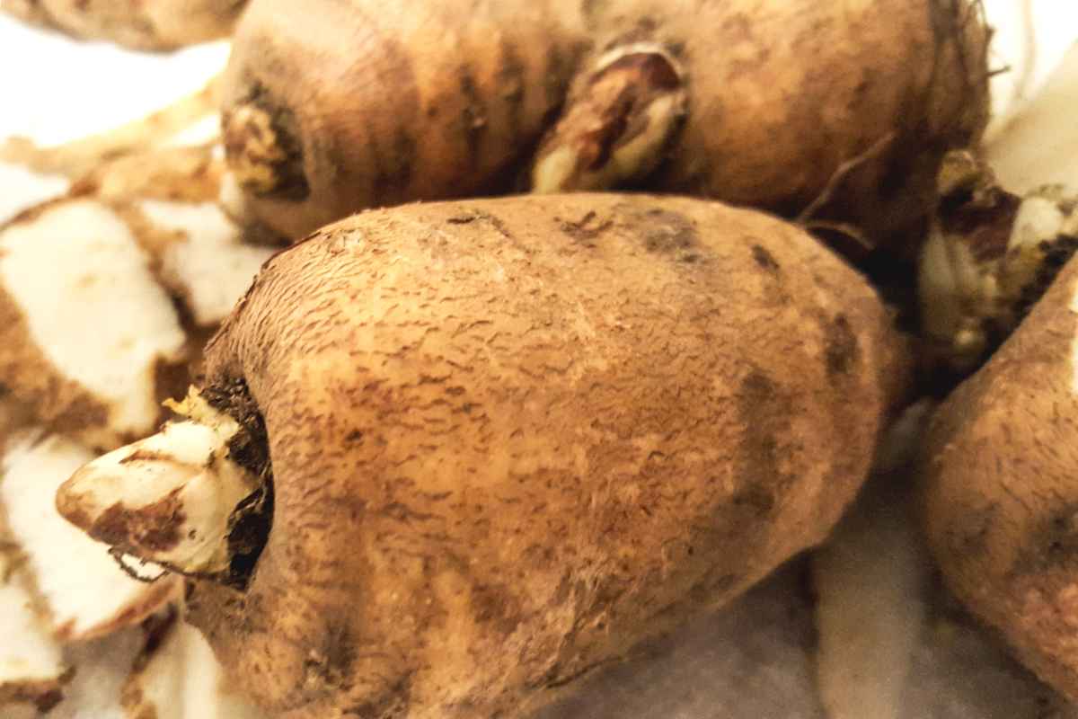 Turnip-rooted chervil tubers ready to sprout