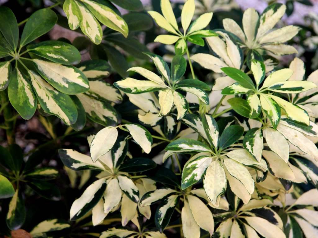 A yellow-white leaved schefflera with spots of green.