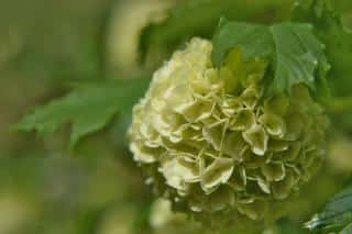 Viburnum plicatum