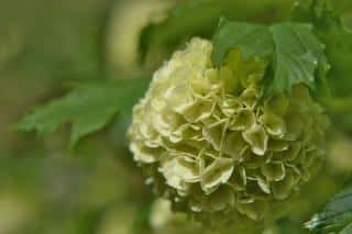 Viburnum plicatum