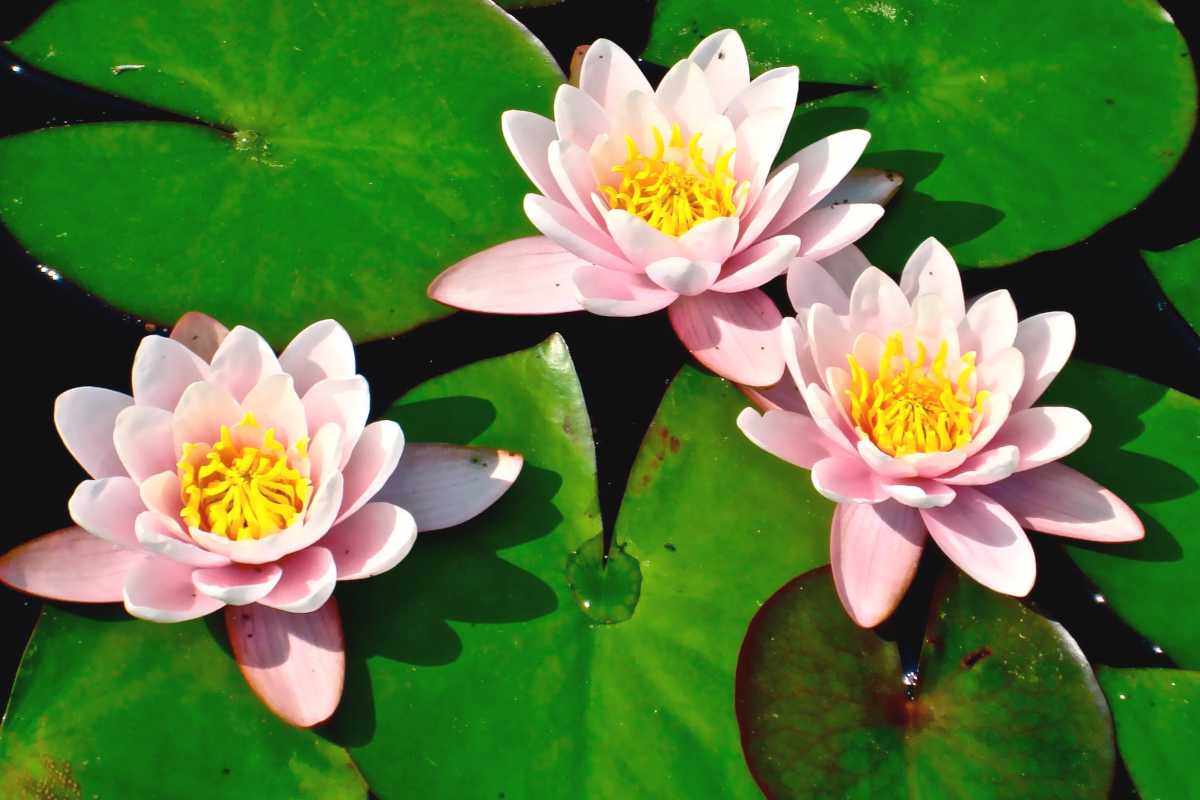 water lily - growing it and advice on how to care for it
