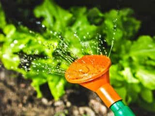 Watering, a critical garden task