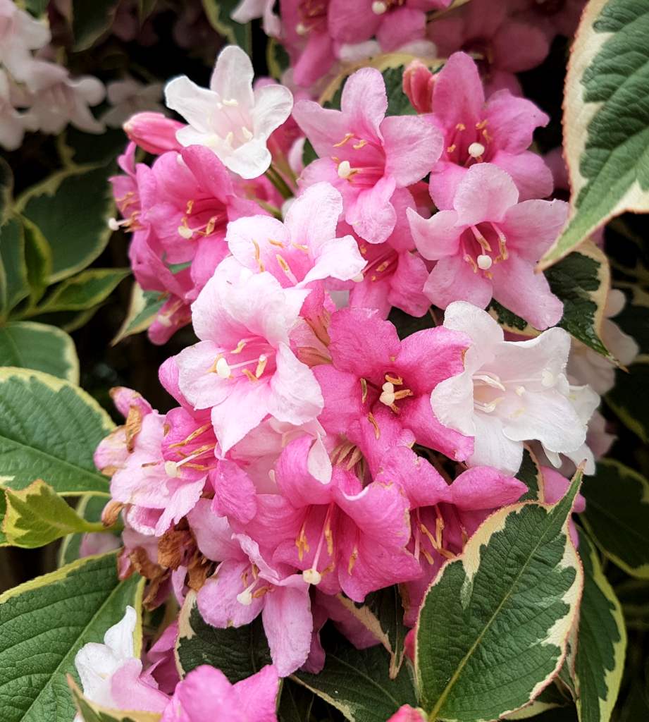 Weigela