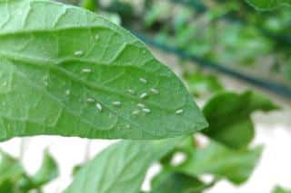 Whitefly treatment