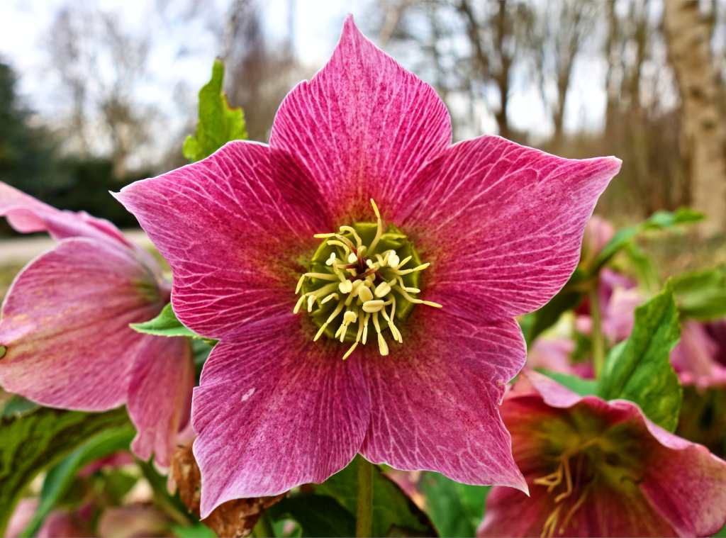 An open pink winter flower, the Christmas rose or hellebore.