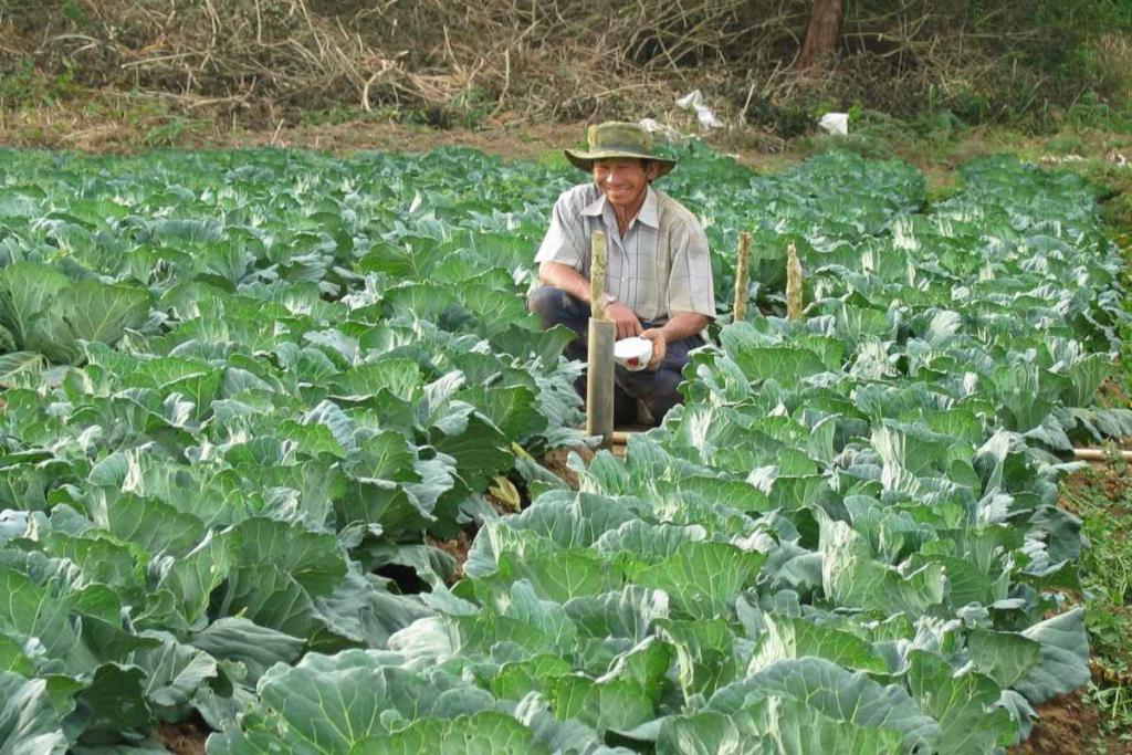 Winter crops