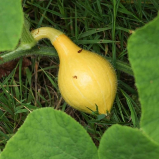 Young unripe lemon yellow red kuri fruit on grass surrounded by leaves