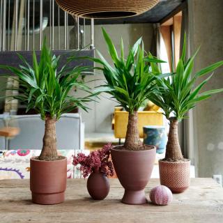 Three yucca in pots, well-cared for