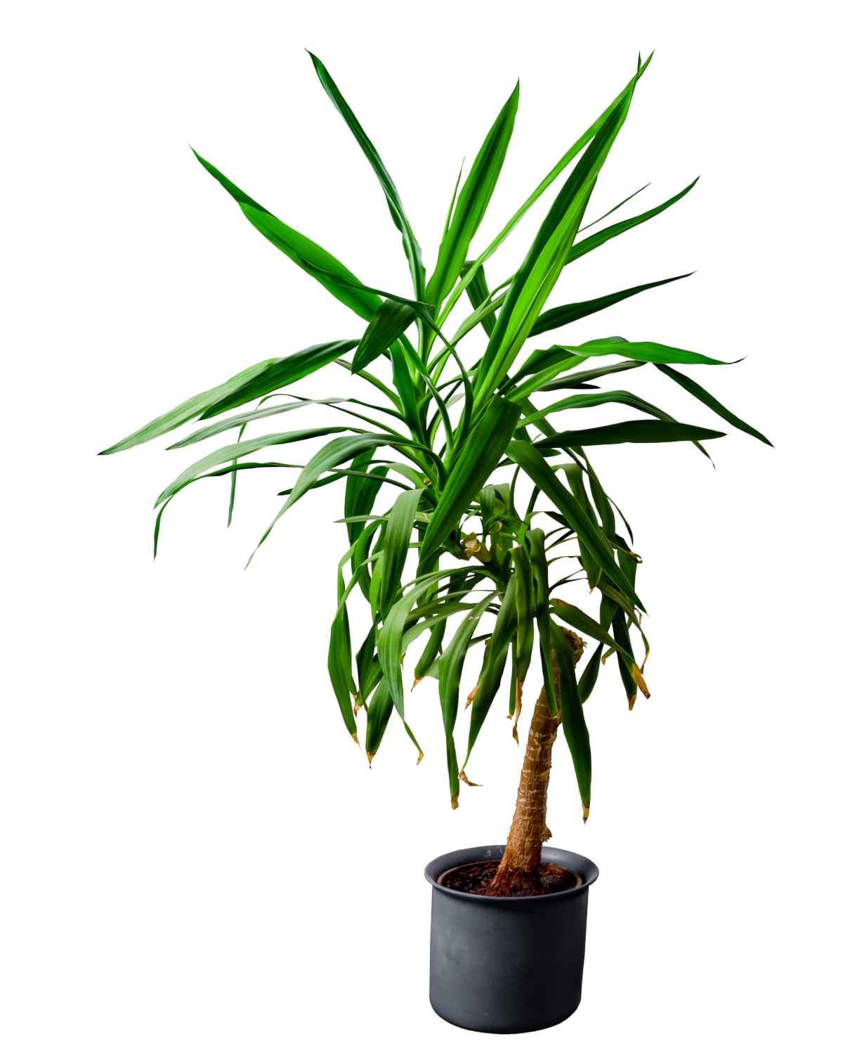 Yucca in a pot with a white background