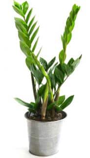 Zamioculcas zamiifolia plant in a tin pot.