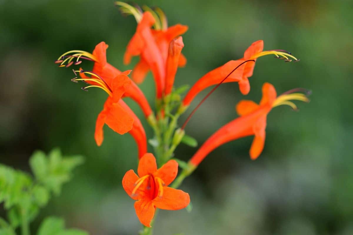 Aeschynanthus flowers blooming