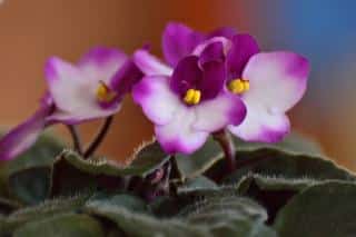 African violet