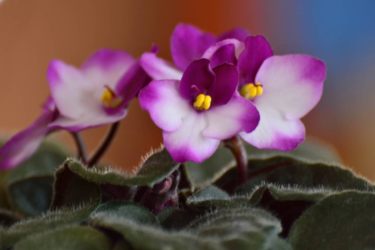 African violet, side view of flowers and leaves