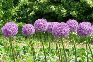 Allium care
