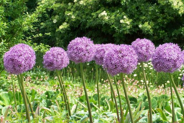 Allium care