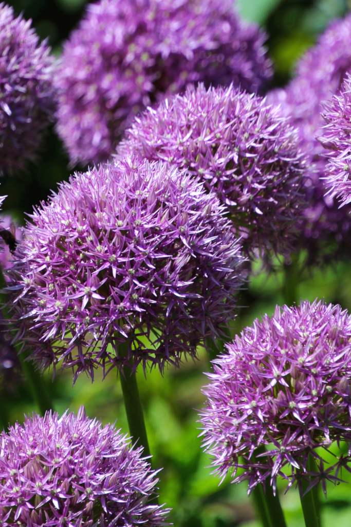 Allium flowers, purple pompoms that are perfectly spherical.