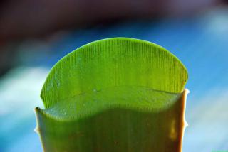 Sliced aloe vera leaf shows health-improving gel.