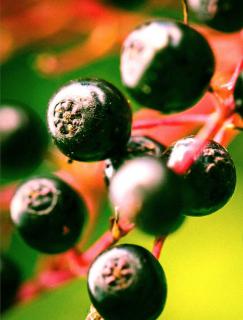 American black elder berries close-up are shiny and deep black.
