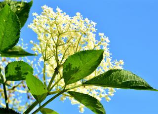Flower of the American black elder