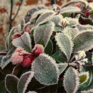 Frost on Gaultheria procumbens berries and leaves.