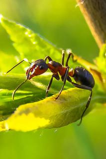 Natural repellant for ants