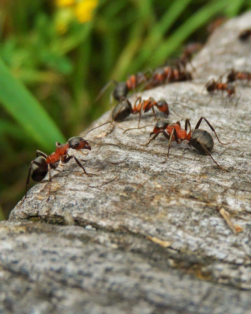 Ants on a stone margin being repelled with organic treatments.