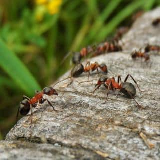 Ants on a stone margin being repelled with organic treatments.