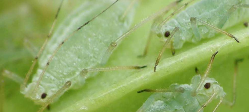aphid