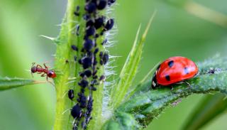 Ants care for aphids while ladybugs eat them.