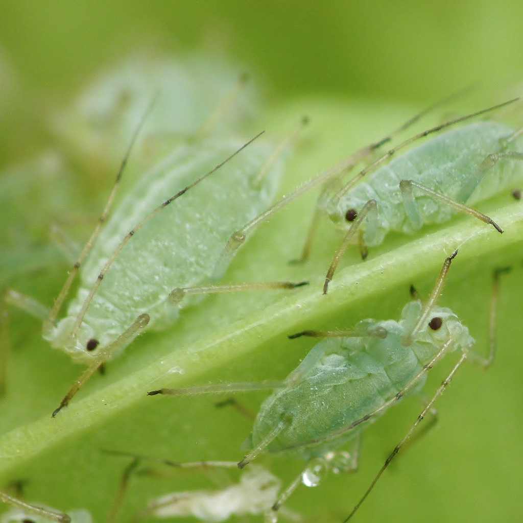 Aphid Control Tips