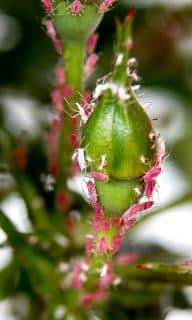 Flower buds are a favorite for aphids.