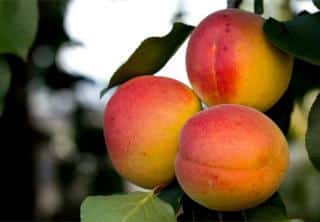 Healthy apricots on branch.