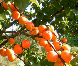 Many fruits are ripening on this apricot branch.