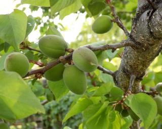 apricot pruning harvesting prune caring