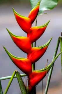 Red balisier flower still facing upwards before it bends over.