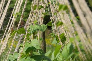 Beans growing planting