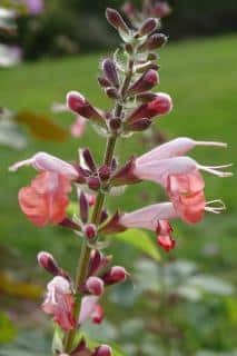 Varieties and types of penstemon