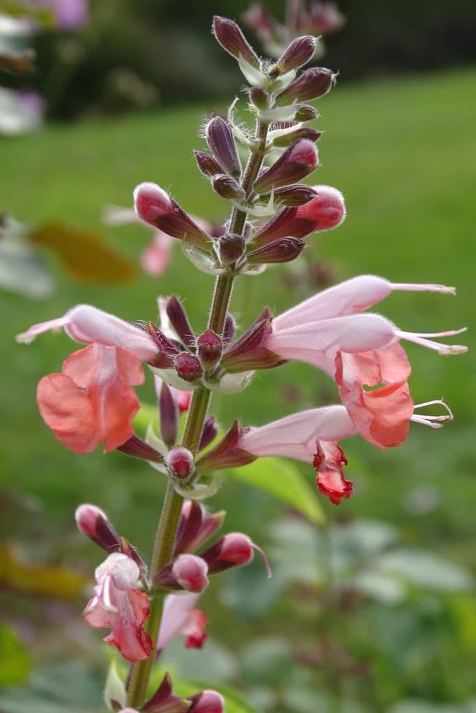 A pink-red penstemon or beardtongue flower.