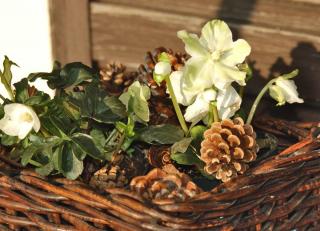 Hellebore in a wicker basket to beautifully decorate a winter balcony