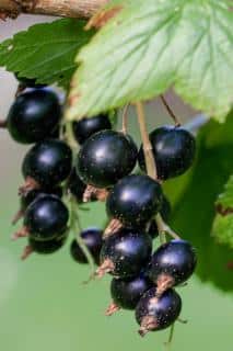 Berries for the summer