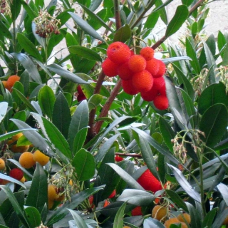 Arbutus unedo, a great and uncommon berry shrub.