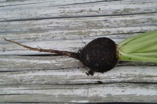 Black radish on a set of planks